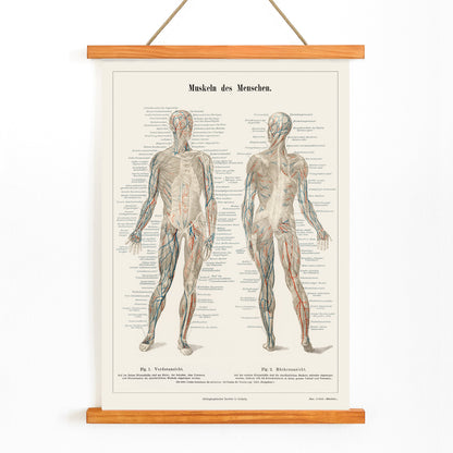 Antique lithograph poster of the human musculature system from Meyers Konversations Lexikon encyclopedia, with wooden magnetic frame on white background
