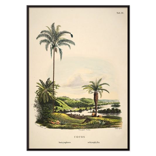 Botanical illustration and poster of palm trees in tropical landscape Cocos Schizophylla by Carl Friedrich Philipp von Martius botanical art, with black aluminium frame on white background
