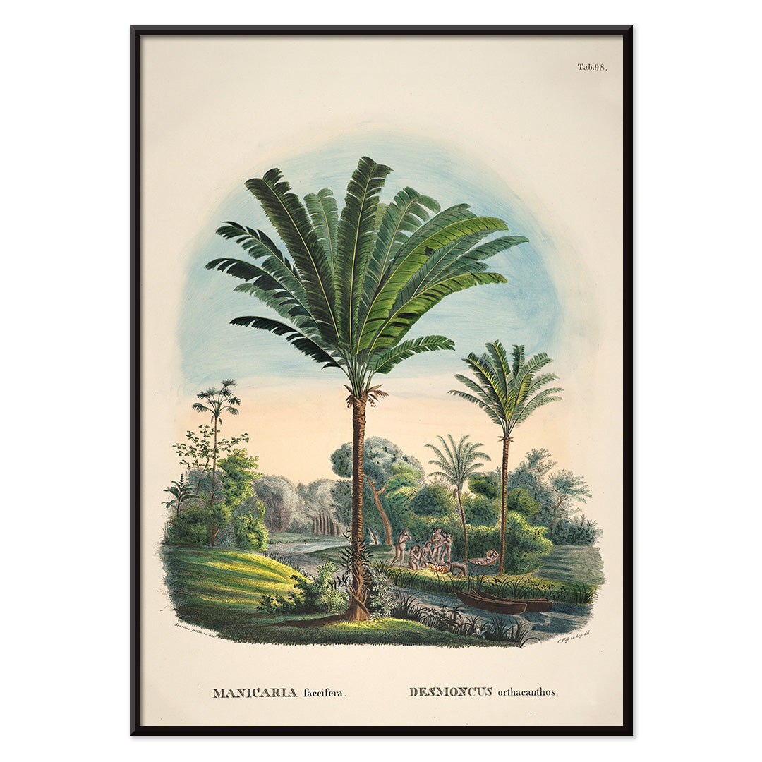 Tropical palm trees and river landscape illustration poster featuring Desmoncus orthacanthos artwork from Historia Naturalis Palmarum by Carl Friedrich Philipp von Martius, with black aluminium frame on white background