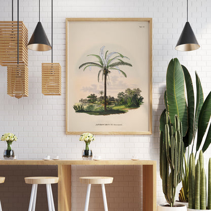 Astrocaryum Murumuru palm tree illustration and landscape poster by Carl Friedrich Philipp von Martius from Historia Naturalis Palmarum, framed and displayed in home decor