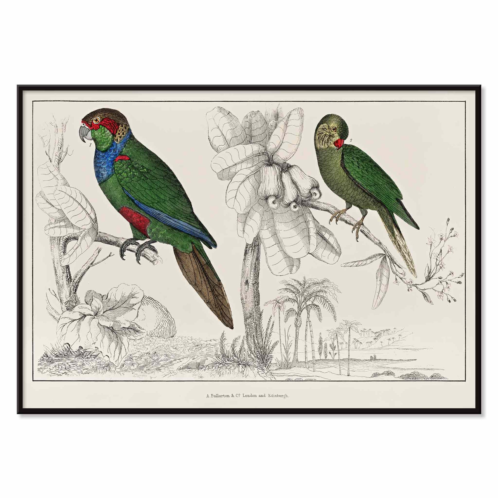 Colorful parakeets perched on branches illustrated by Oliver Goldsmith from The History of the Earth and Animated Nature poster, with black aluminium frame on white background