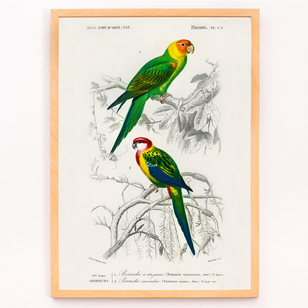 Closeup detail of Colorful illustrated parakeets perched on branches by Charles Dessalines D Orbigny from Different types of birds Perruche poster illustration