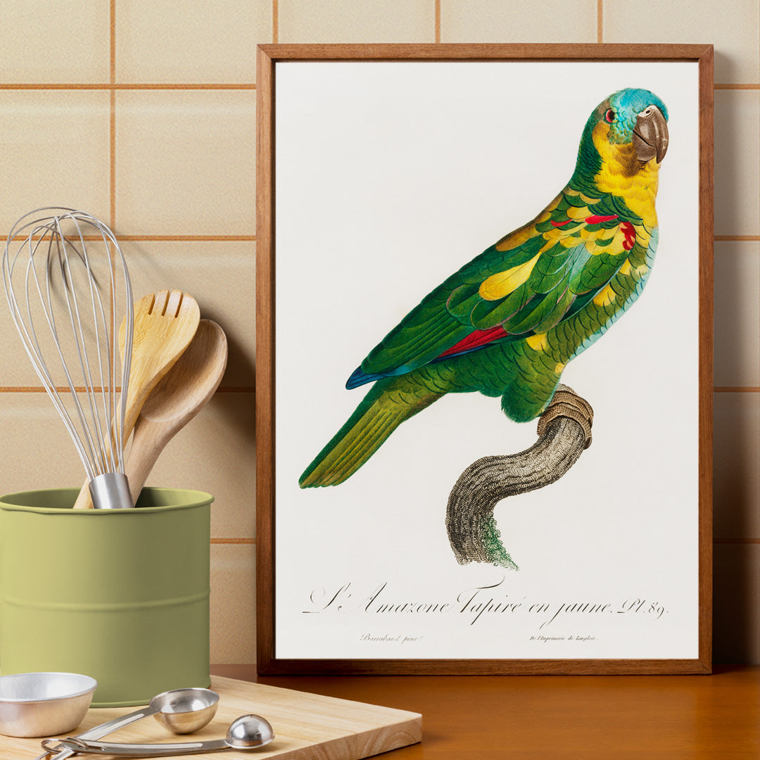 Turquoise Fronted Amazon Amazona aestiva illustration and poster by Francois Levaillant featuring a colorful parrot perched on a branch from Natural History of Parrots, framed and displayed in home decor