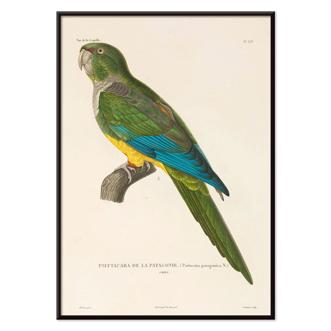 Colorful parrot illustration by Louis-Isidore Duperrey from Voyage autour du monde Pl141 bird poster, with black aluminium frame on white background