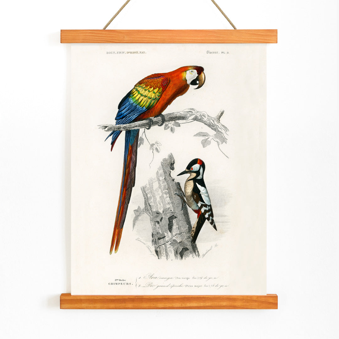 Colorful parrot and woodpecker perched on branches illustrated by Charles Dessalines D Orbigny poster of different types of colorful birds, with wooden magnetic frame on white background