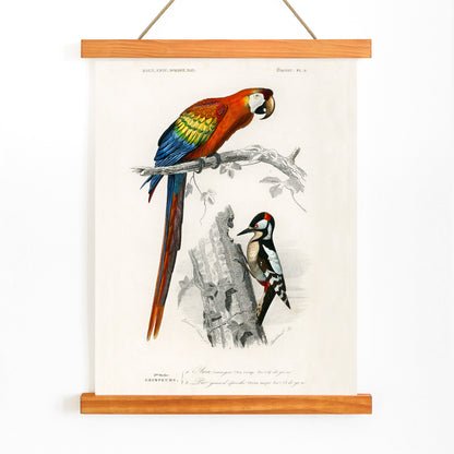 Colorful parrot and woodpecker perched on branches illustrated by Charles Dessalines D Orbigny poster of different types of colorful birds, with wooden magnetic frame on white background