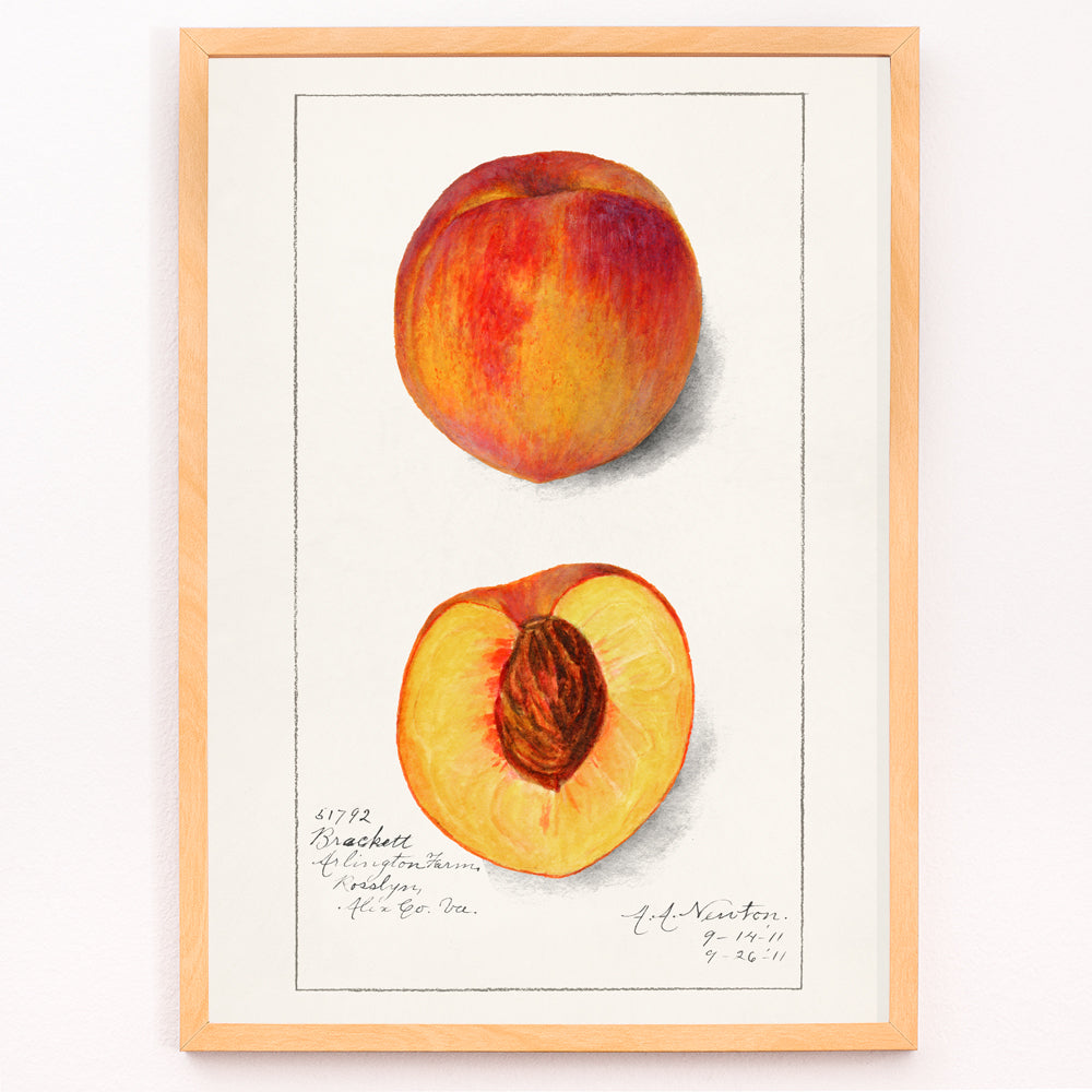 Closeup detail of Botanical illustration and poster of peaches Prunus Persica by Amanda Almira Newton showing whole and half peach artwork
