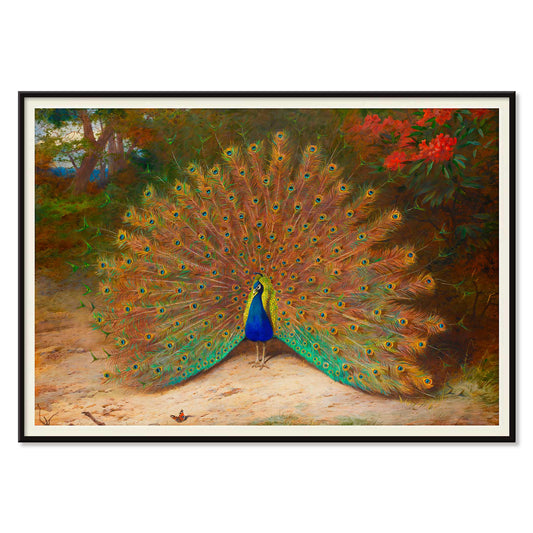 Colorful peacock with open feathers and butterfly in garden art poster vibrant tail feathers natural setting artwork Peacock And Peacock Butterfly by Archibald Thorburn, with black aluminium frame on white background