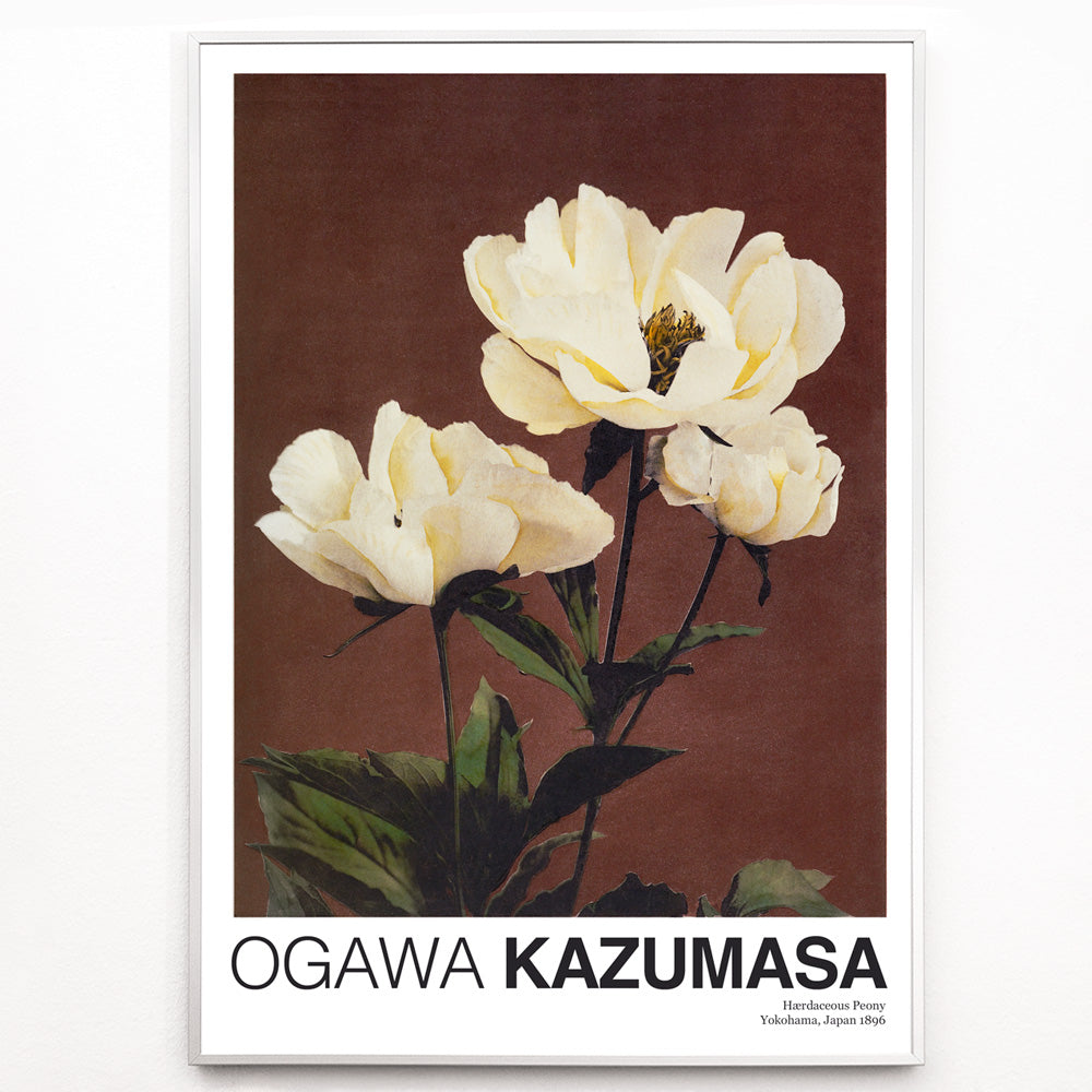Closeup detail of White peony flowers on brown and dark backgrounds from Haerdaceous Peony artwork by Kazumasa Ogawa poster