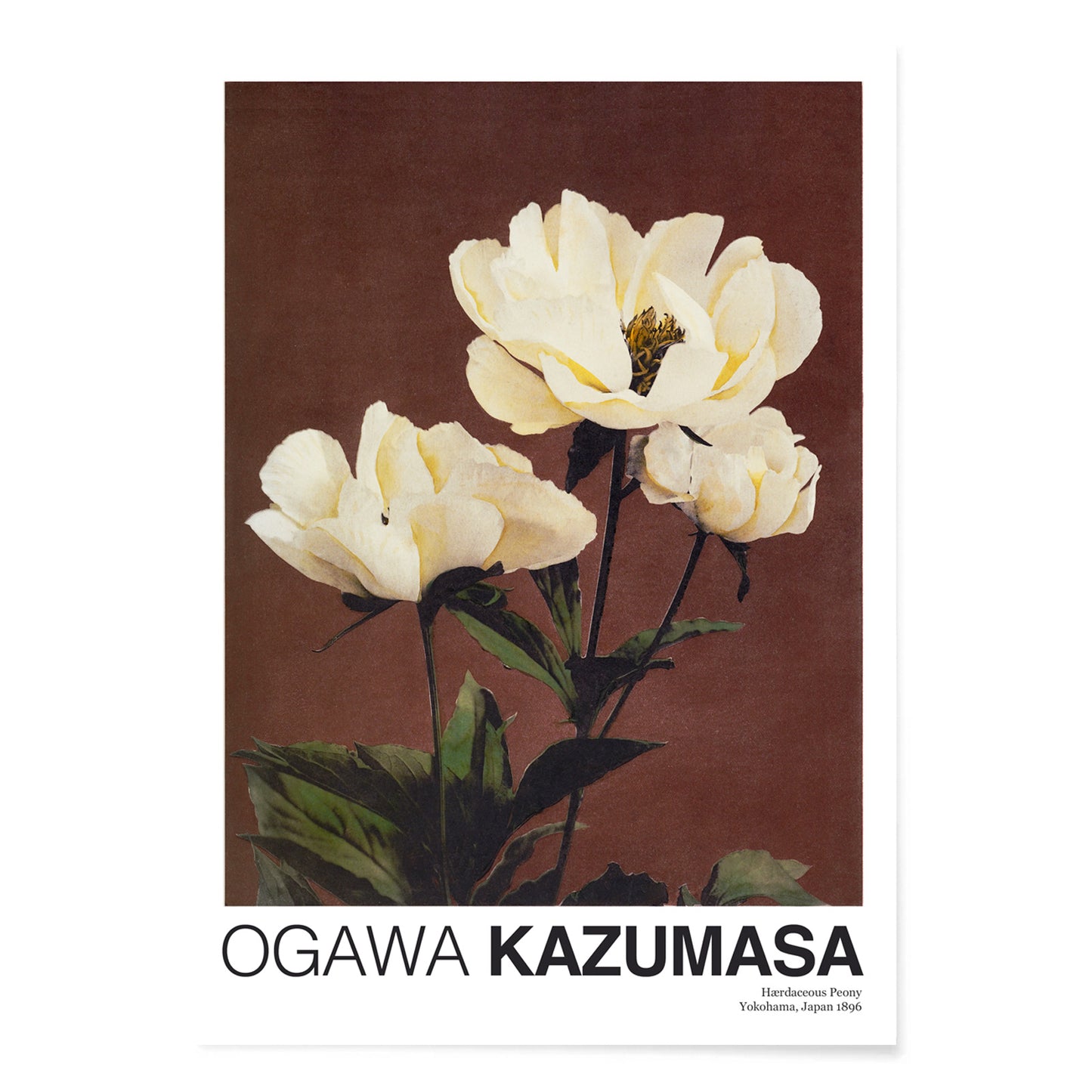 White peony flowers on brown and dark backgrounds from Haerdaceous Peony artwork by Kazumasa Ogawa poster, with black aluminium frame on white background