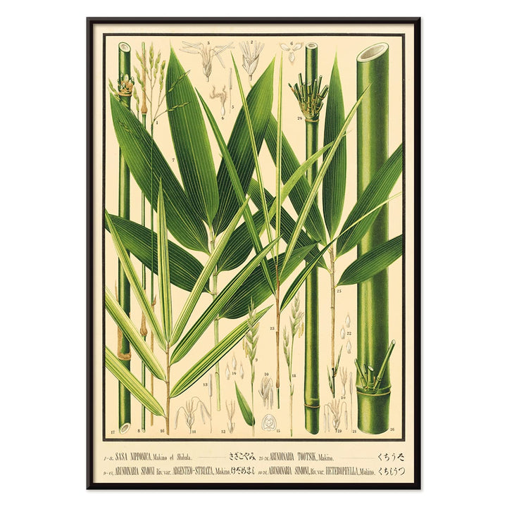 Botanical illustration and labeled poster of bamboo species by Yasuyoshi Shirasawa from Icones of the bamboos of Japan Nihon chikurui zufu Pl 08, with black aluminium frame on white background