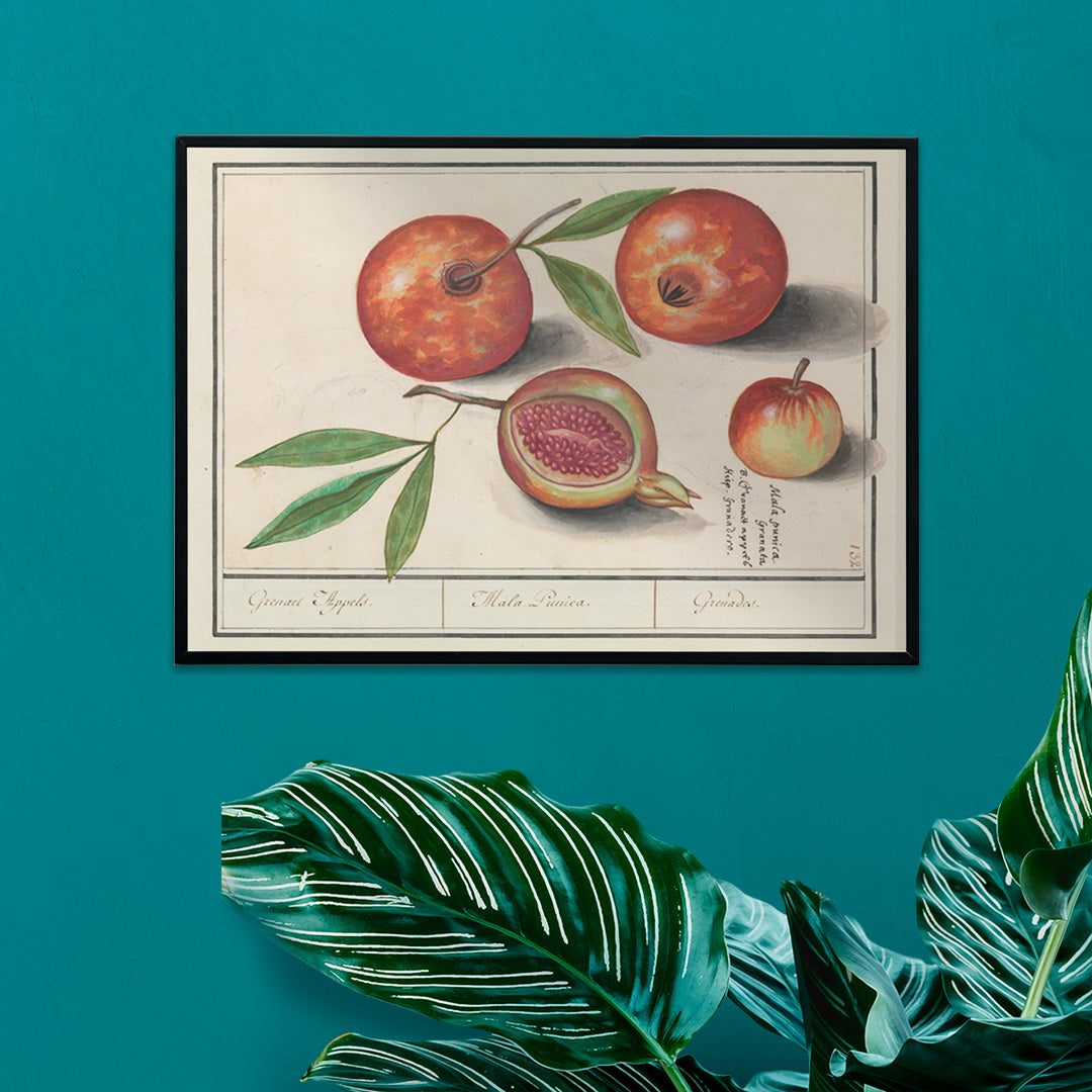Botanical illustration and poster of pomegranates with leaves titled Pomegranate by Anselmus Boëtius de Boodt, framed and displayed in home decor