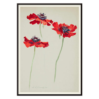 Three Studies of Poppies by Sophia Crownfield poster featuring vibrant red poppies on delicate stems and a light background artwork, with black aluminium frame on white background
