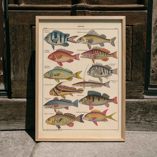 Colorful fish illustrations poster by Lorenz Oken from General Natural History for All Classes PI.048, framed and displayed in home decor