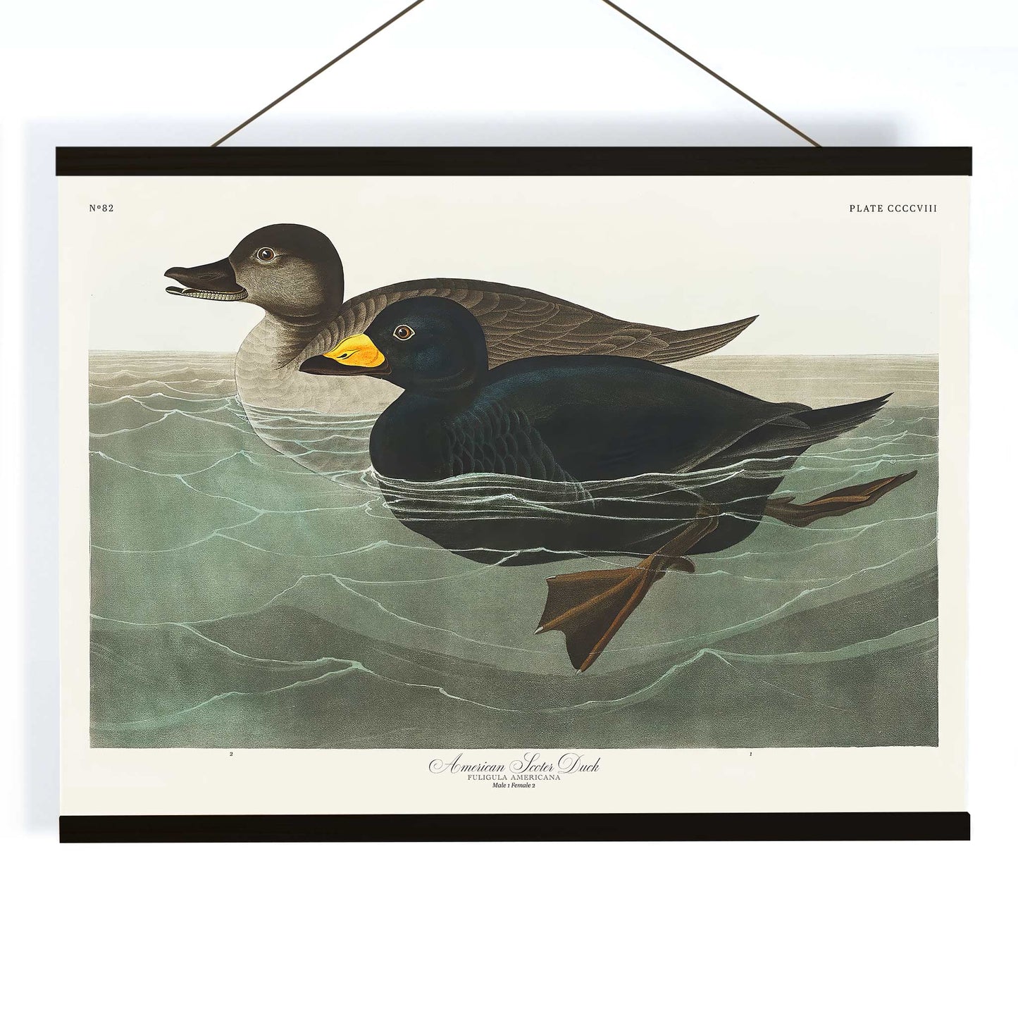 American Scoter ducks swimming in water artwork by John James Audubon Birds of America poster, with wooden magnetic frame on white background