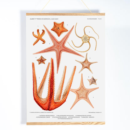 Starfish varieties set illustration from Resultats des Campagnes Scientifiques by Albert I Prince of Monaco scientific poster, with wooden magnetic frame on white background