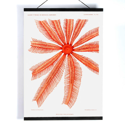 Brisingidae starfish illustration by Albert I Prince of Monaco from Resultats des Campagnes Scientifiques poster and framed artwork, with wooden magnetic frame on white background