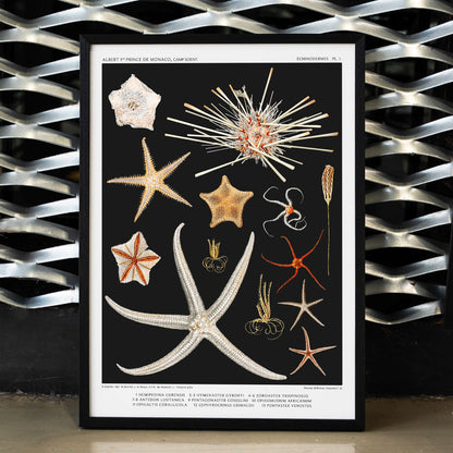 Starfish varieties illustration and poster by Albert I Prince of Monaco from the artwork Resultats des Campagnes Scientifiques, framed and displayed in modern living room decor