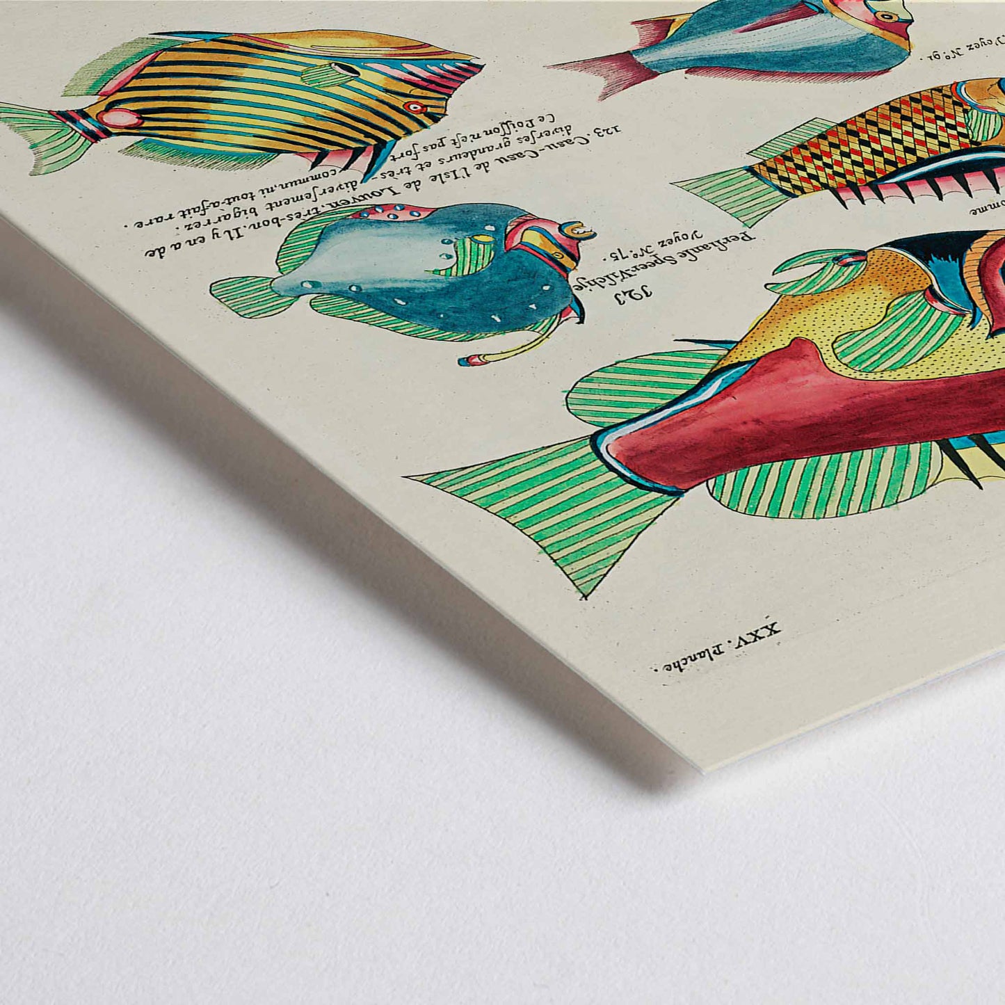 Closeup detail of Colourful surreal fish illustrations by Louis Renard from Histoire naturelle des plus rares curiositez de la mer des Indes poster