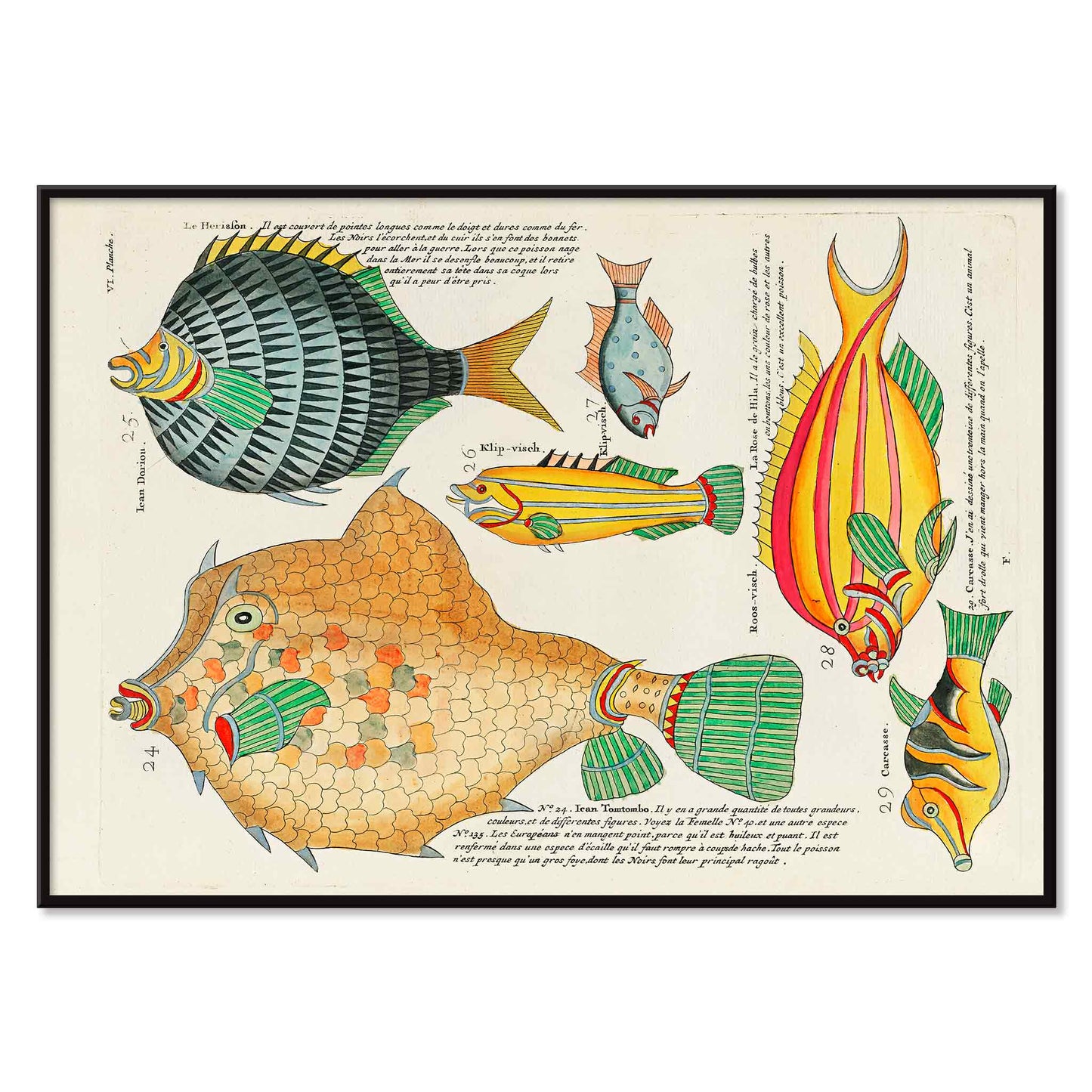 Colourful surreal fish illustrations by Louis Renard from Histoire naturelle des plus rares curiositez de la mer poster, with black aluminium frame on white background