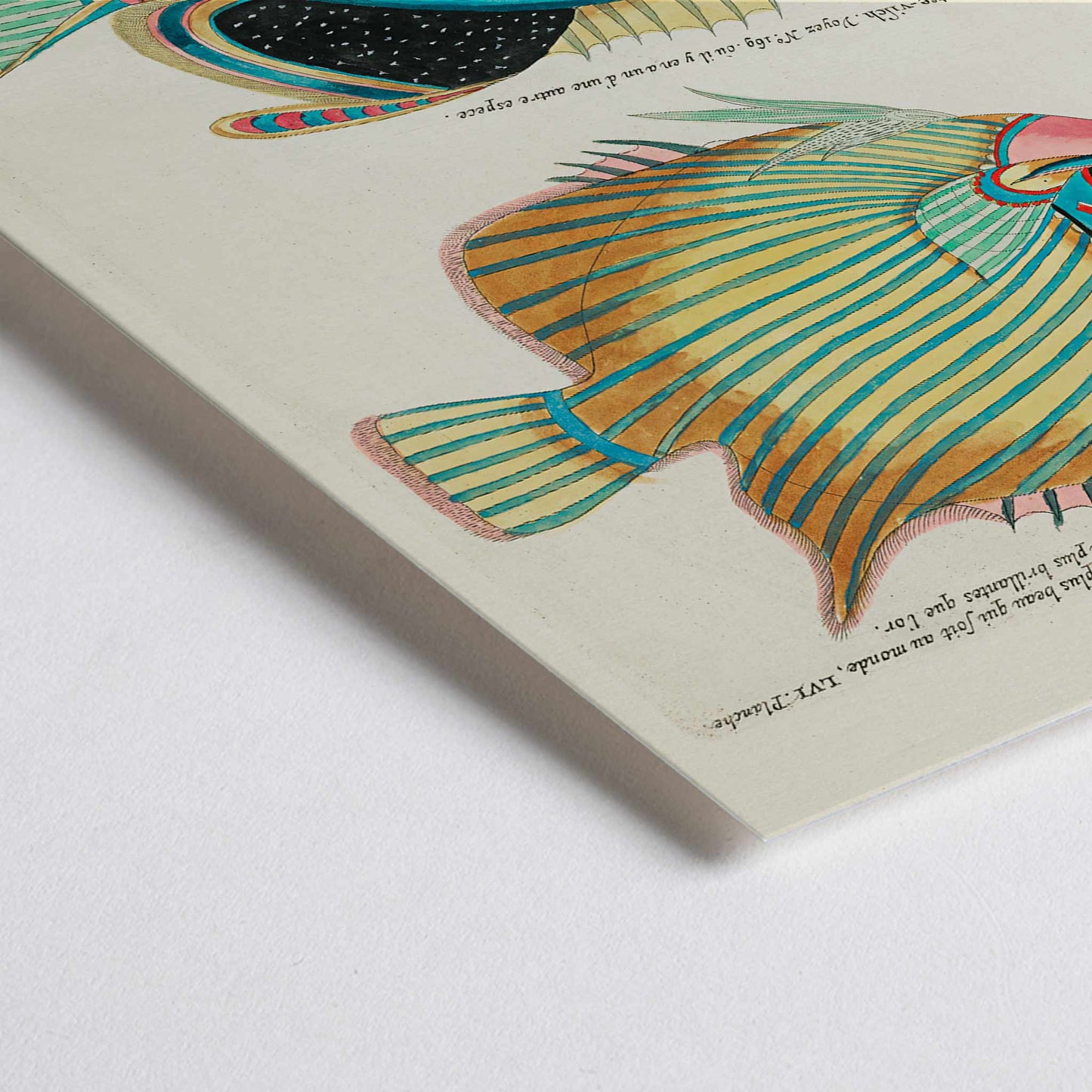 Closeup detail of Colorful surreal fish illustrations poster by Louis Renard from Histoire naturelle des plus rares curiositez de la mer des Indes Moluccas and East Indies