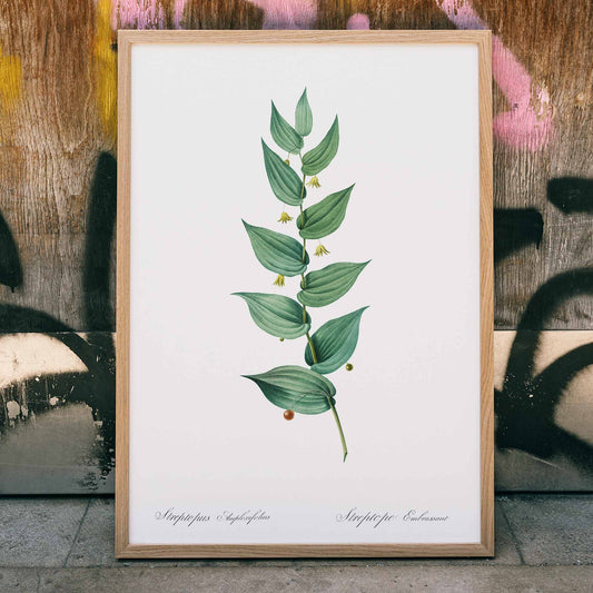 Botanical illustration poster of twistedstalk plant from Les liliacees by Pierre Joseph Redoute with green leaves and berries, framed and displayed in home decor