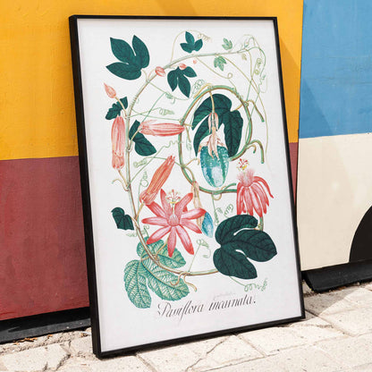 Passiflora Incarnata botanical illustration and poster with vibrant green leaves and pink red flowers by artist, framed and displayed in home decor