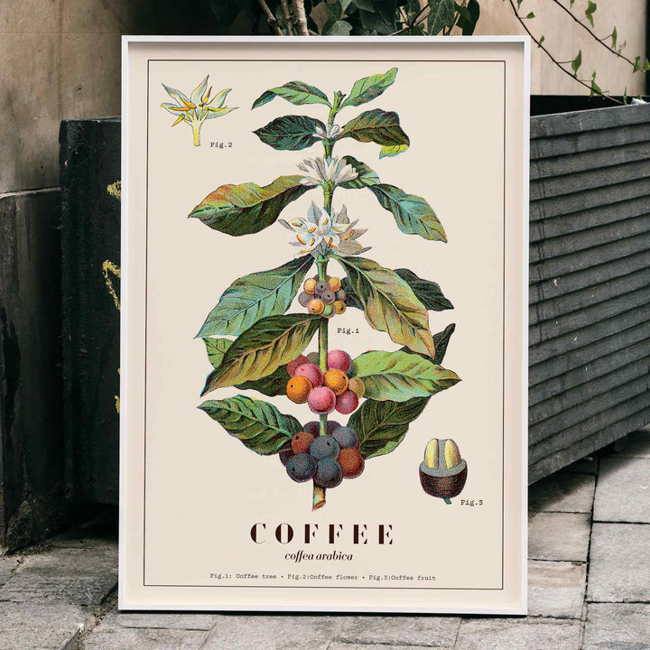 Botanical illustration of Coffea arabica plant with fruits and flowers by Davis Sacker and Perkins, framed and displayed in home decor