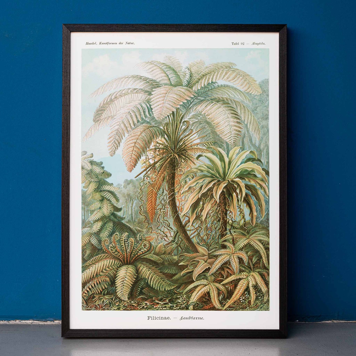 Detailed illustration and poster of ferns and lush foliage from Filicinae Laubfarne by Ernst Haeckel with botanical patterns, framed and displayed in home decor