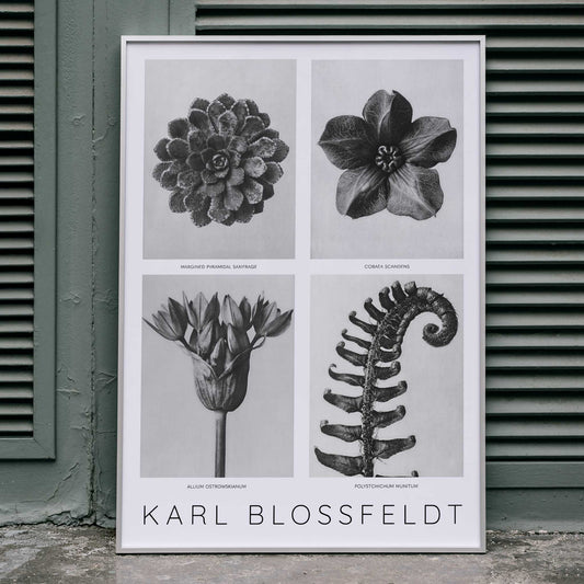 Black and white botanical photo poster by Karl Blossfeldt featuring close-up flowers and plant details in a framed layout, framed and displayed in home decor