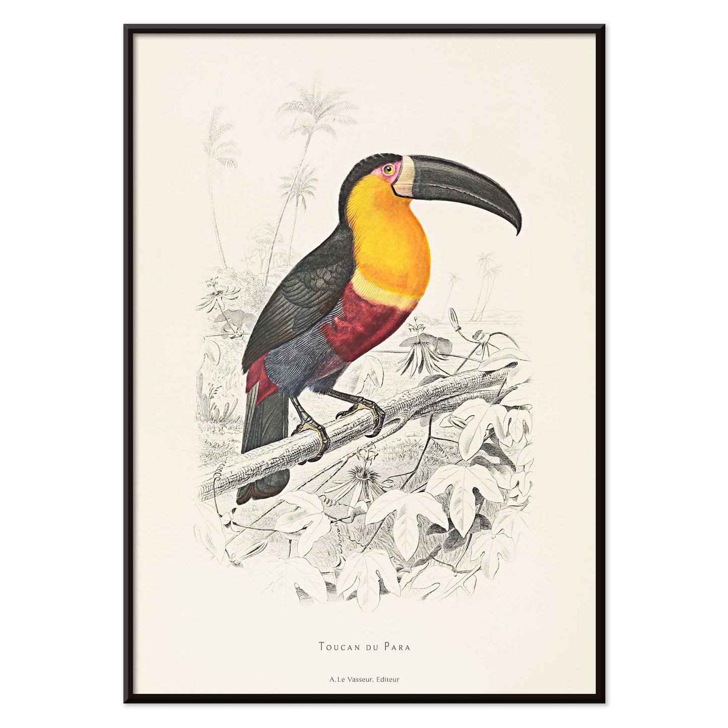 Colorful Toucan du Para perched on a branch poster artwork by Georges Louis Leclerc, with black aluminium frame on white background