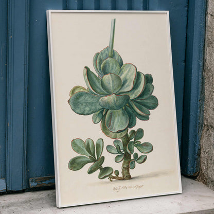 Botanical illustration poster of succulent plant Cotyledon orbiculata by Herman Saftleven, framed and displayed in home decor
