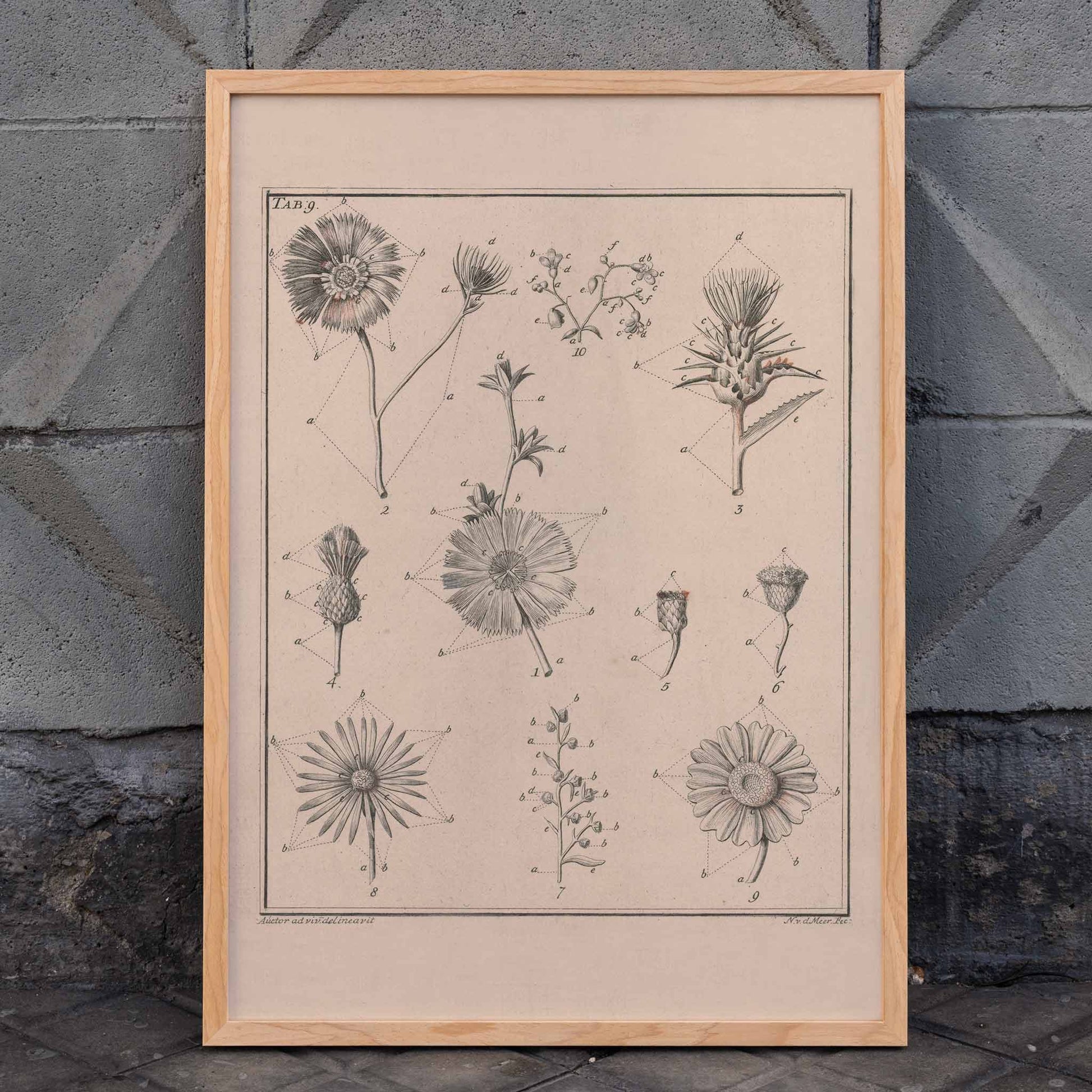 Botanical flower illustration poster by Noach van der Meer featuring detailed sketches of various species from Flowers Tab 9, framed and displayed in home decor