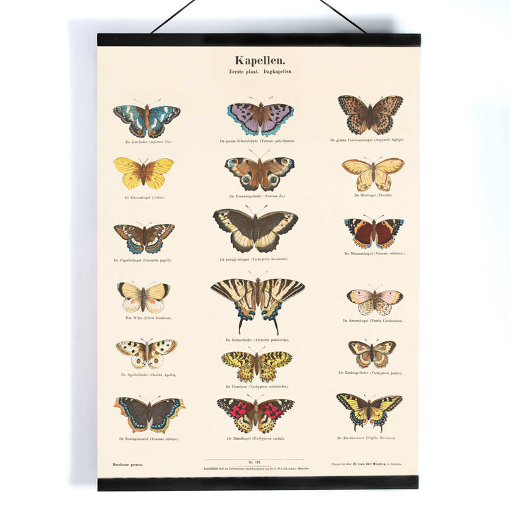 Vintage butterfly illustration and poster showing various butterfly species from Collection of Butterflies by Ernst Frohlich detailed artwork, with wooden magnetic frame on white background