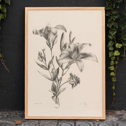Detailed black and white botanical illustration of two lilies by Anton Weiss titled Two black and white lilies poster, framed and displayed in home decor