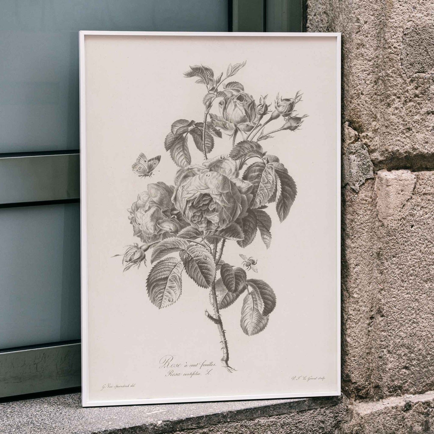 Botanical illustration of a blooming hundred petaled rose with insects by Pierre Francois Legrand poster, framed and displayed in home decor