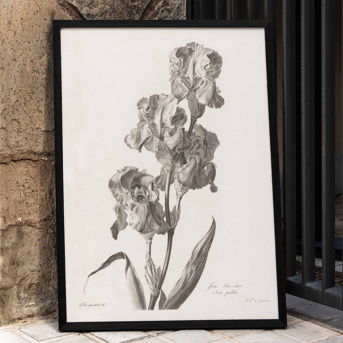 Botanical illustration poster of Blue Dalmatian iris by Pierre Francois Legrand showing detailed iris flowers and leaves in monochrome style, framed and displayed in home decor