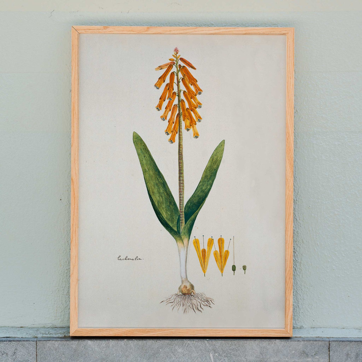 Botanical illustration poster of opal flower with orange blossoms and green leaves by Robert Jacob Gordon, framed and displayed in home decor