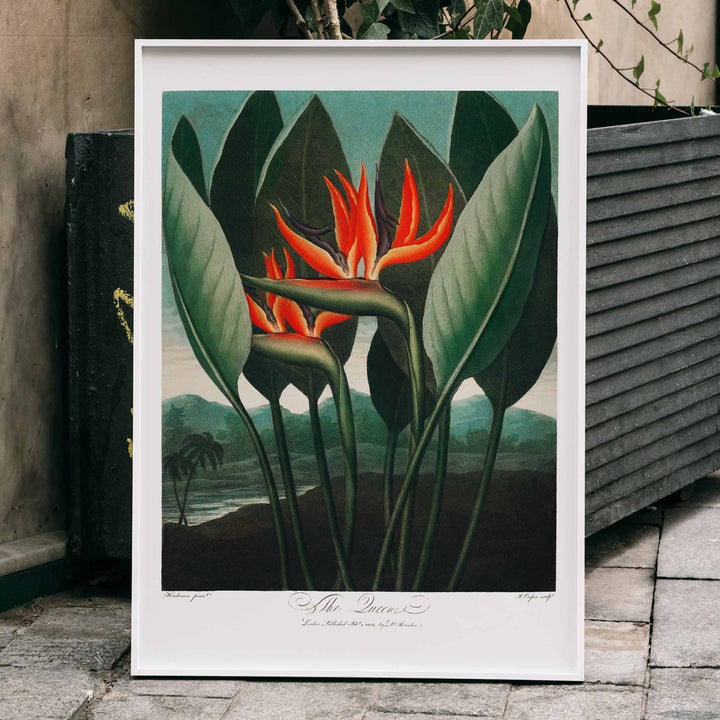 Vibrant botanical illustration of The Queen Plant by Robert John Thornton featuring lush green leaves and orange accents from The Temple of Flora, framed and displayed in home decor