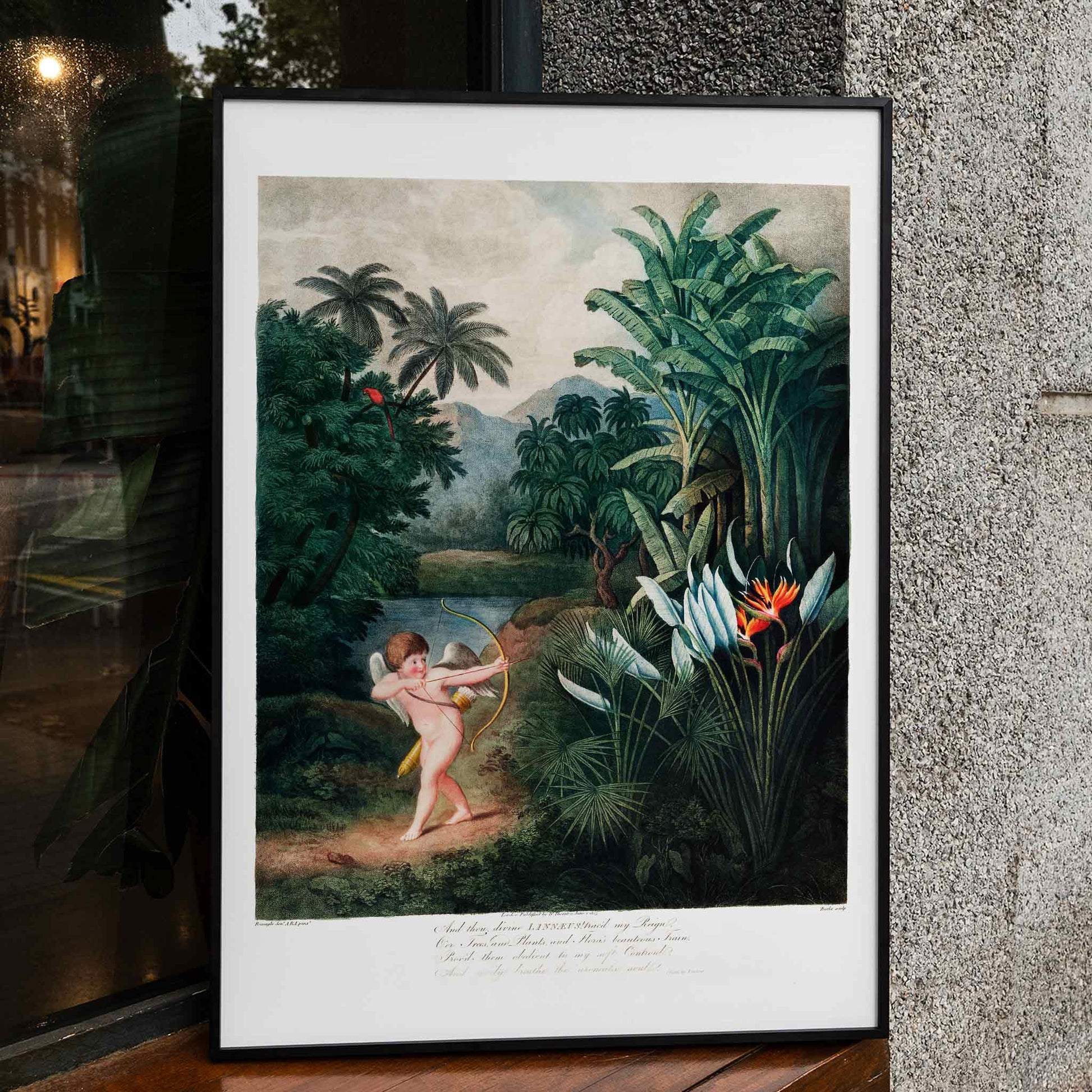 Cupid aiming a bow among lush tropical plants artwork by Robert John Thornton The Temple of Flora poster, framed and displayed in home decor