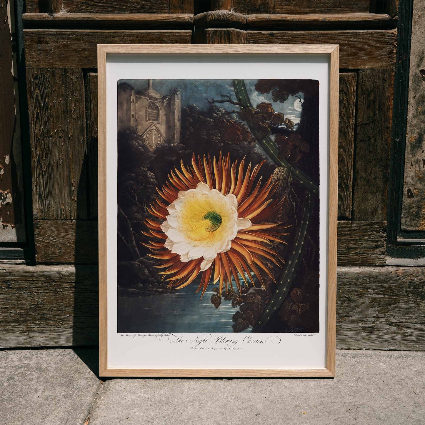 Night Blowing Cereus flower illustrated by Robert John Thornton with moonlit landscape and dramatic night background botanical art poster, framed and displayed in home decor