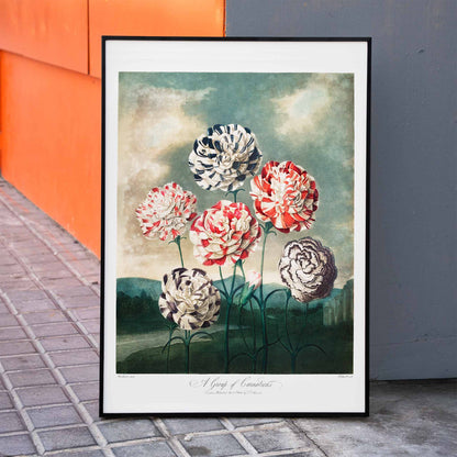 Colorful carnations botanical illustration and poster against dramatic sky by Robert John Thornton, framed and displayed in home decor