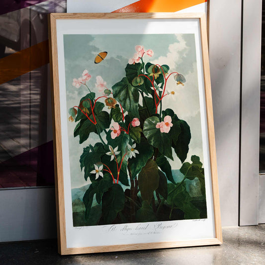 Botanical illustration and poster of The Oblique Leaved Begonia by Robert John Thornton featuring lush begonias and a butterfly in a scenic setting, framed and displayed in home decor