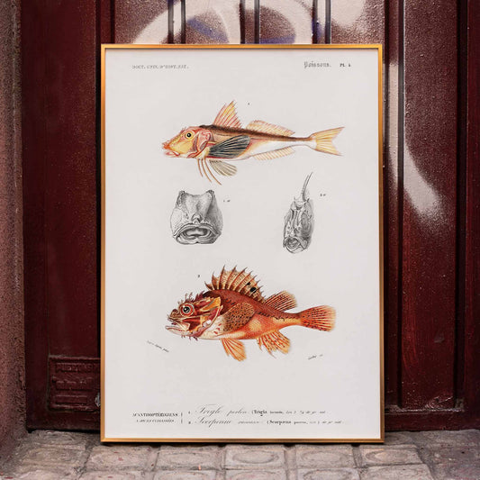 Colorful fish illustrations and detailed head studies poster featuring different types of fishes by Charles Dessalines D Orbigny artwork, framed and displayed in home decor