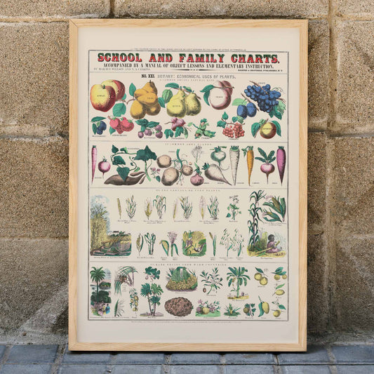 Botanical chart by Marcius Willson showing the economical use of plants with illustrations of fruits vegetables and plants poster, framed and displayed in home decor