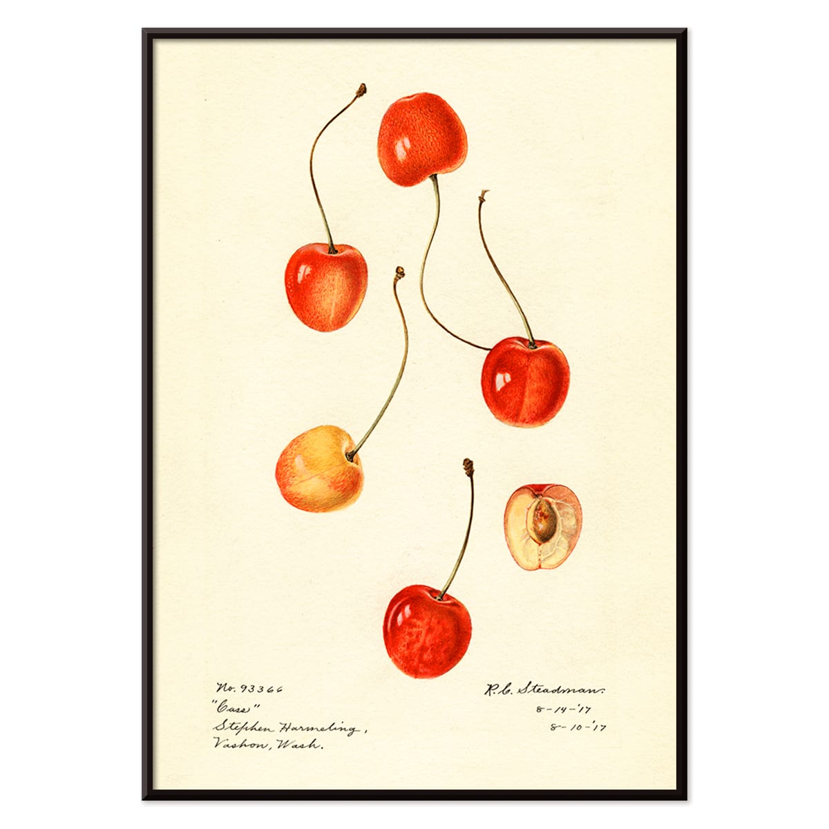 Prunus avium cherry painting by Royal Charles Steadman titled Cass poster featuring cherry illustrations, with black aluminium frame on white background