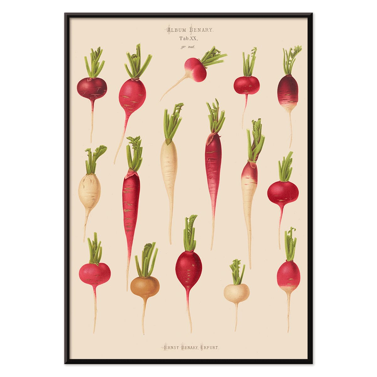 Poster of various radish illustrations from Album Benary by Ernst Benary featuring different shapes and colors, with black aluminium frame on white background