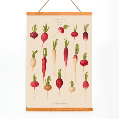 Poster of various radish illustrations from Album Benary by Ernst Benary featuring different shapes and colors, with wooden magnetic frame on white background