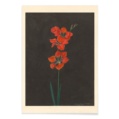 Vibrant red lily flower illustration by F L Hoffmann botanical artwork on dark background wall decor poster, with black aluminium frame on white background