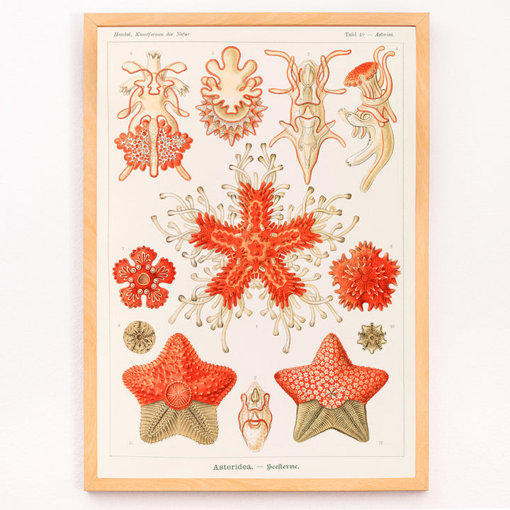 Closeup detail of Asteridea illustration lithograph and poster by Adolf Glitsch after Ernst Haeckel showing detailed and colorful starfishes in the Echinodermata phylum